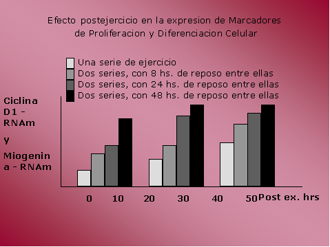 Efecto postejercicio en la expresin de marcadores de proliferacin y diferenciacin celular