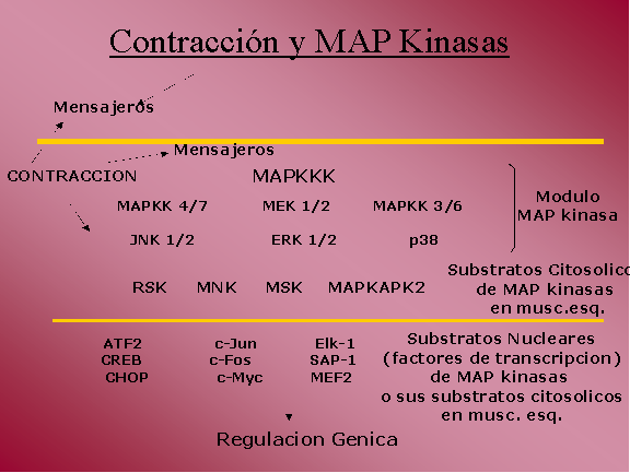 Contraccin y MAP Kinasas