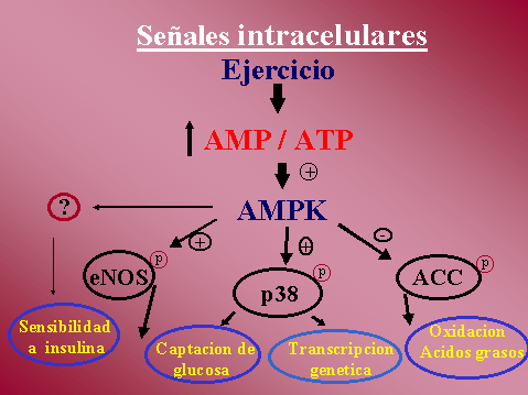 Seales intracelulares