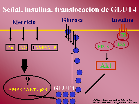 INSULINA, incremento de su accin con el ejercicio.