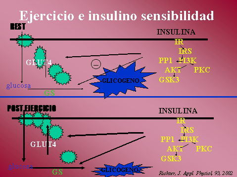 Protenas seal, respuestas moleculares y celulares al ejercicio de sobrecarga 